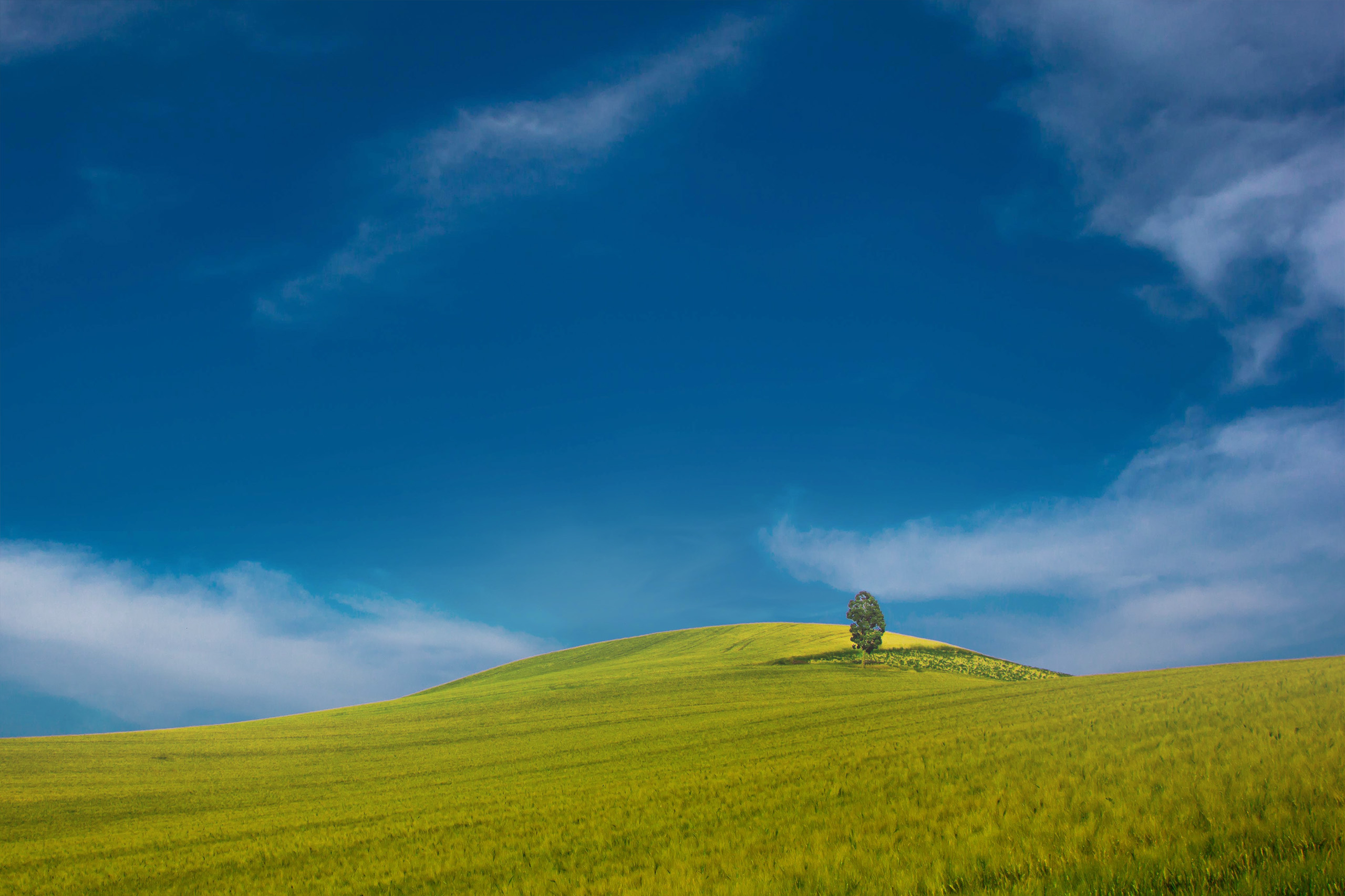 A green field with a tree under a blue sky